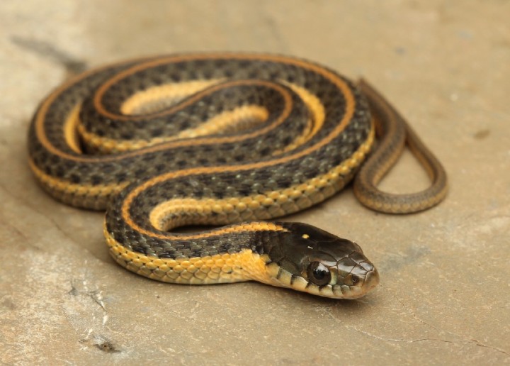 Aquatic Garter Snake